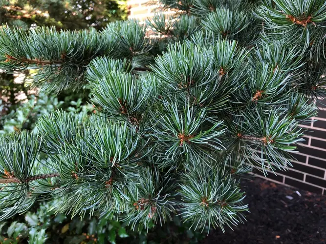 Dwarf siberian pine 'Glauca'