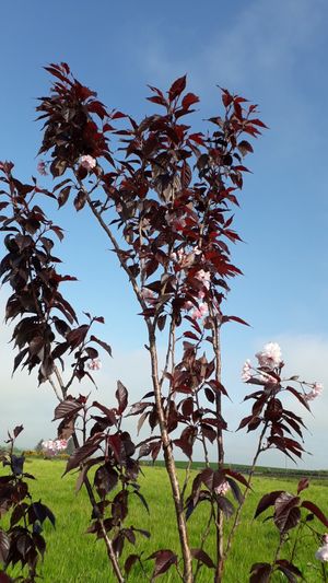 How to Grow and Care for Japanese cherry 'Royal Burgundy'
