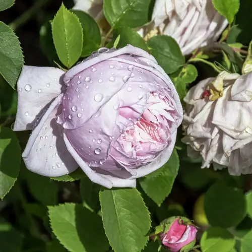 Rosa gallica 'Duchesse de Montebello'