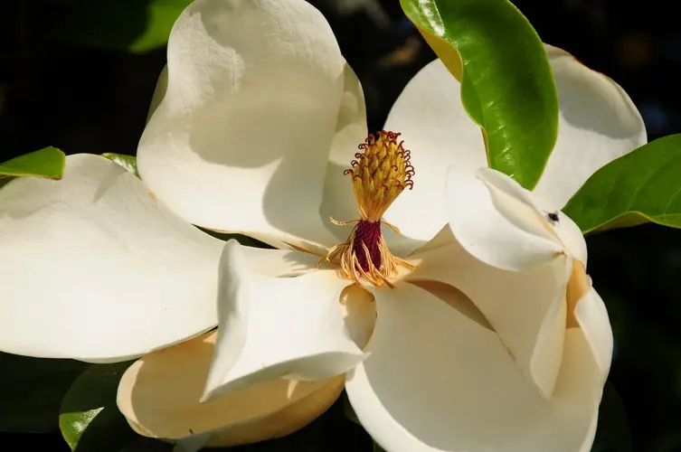 Southern magnolia 'Goliath'