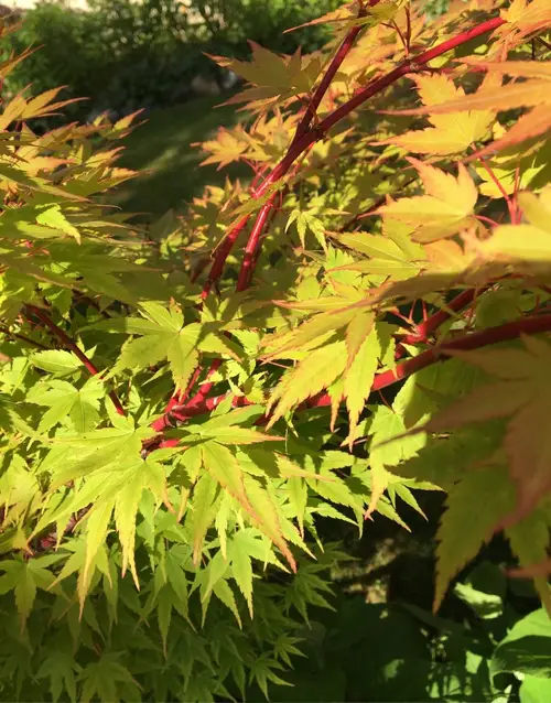 Japanese maple 'Winter Flame'