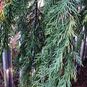 アラスカヒノキ (Xanthocyparis nootkatensis) - PictureThis