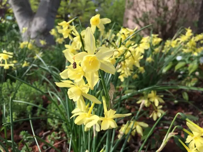 Daffodils 'Sabrosa'