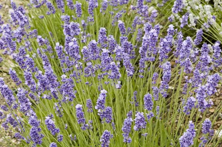 English lavender 'Melissa Lilac'
