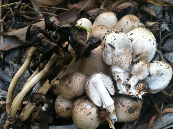 ヒトヨタケ（一夜茸） (Coprinopsis atramentaria) - PictureThis