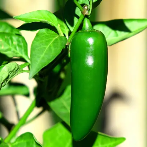 Jalapeño pepper