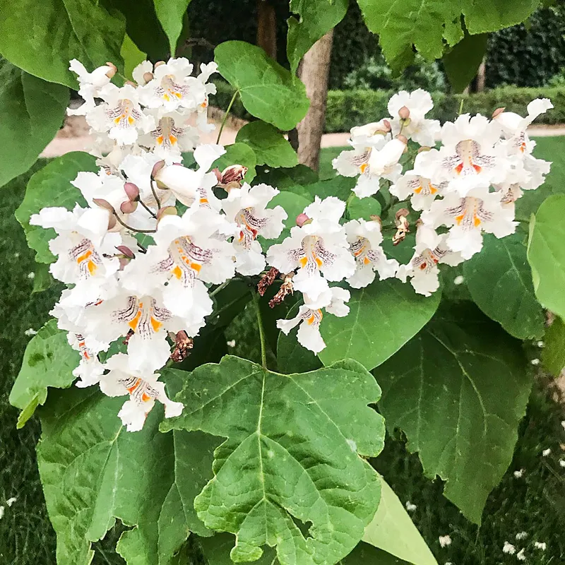 Is Northern catalpa Safe for Children? Is Northern catalpa Safe for Children?