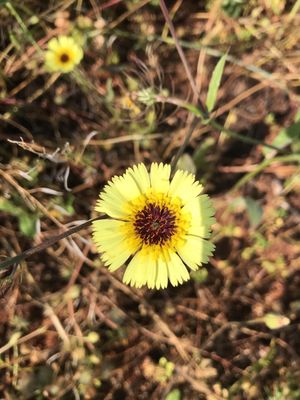 Chicoria Loca - Tolpis barbata (Cuidado, Características, Flor, Imágenes)