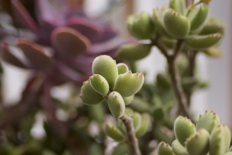 Brentatze - Cotyledon tomentosa (Pflege, Merkmale, Symbolik, Bilder)