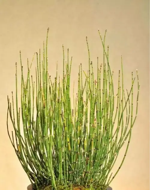 Branched horsetail