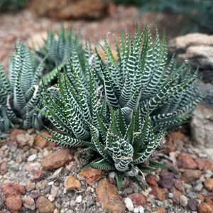 Zebra-haworthie (Haworthiopsis fasciata) - PictureThis