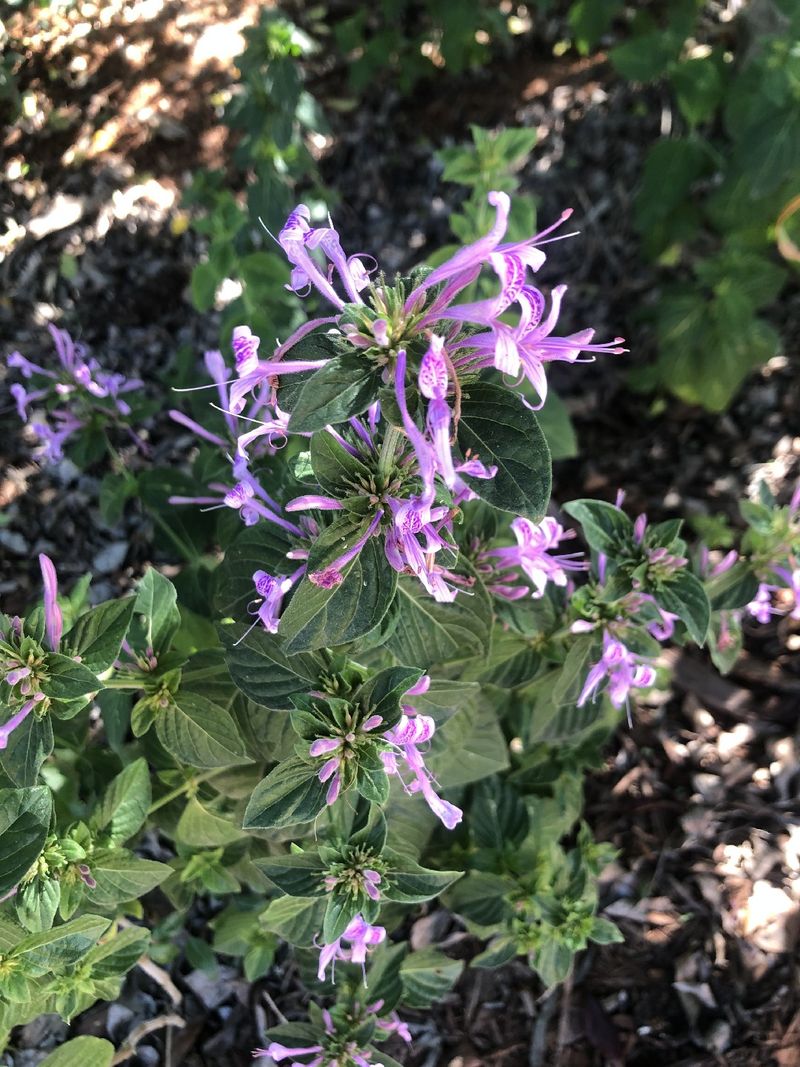 Understanding the Language and Symbolism of the Enchanting Ribbon Bush