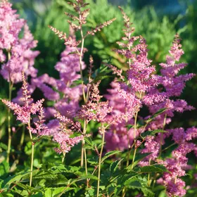アワモリショウマ（泡盛升麻）の判定方法 (Astilbe japonica)