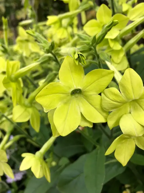Flowering tobacco 'Lime Green'