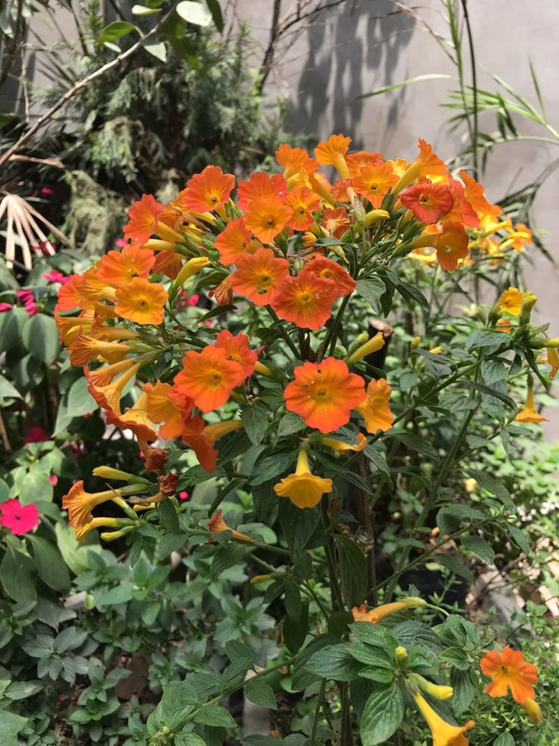 what-are-common-problems-with-marmalade-bush