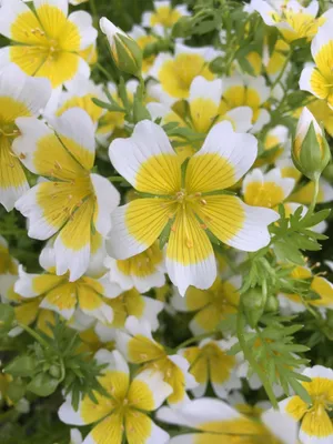 best plant food for indoor plants Slow Release Indoor Plant Food  The Grow Co
