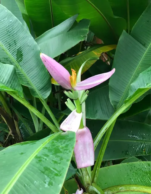 Flowering banana