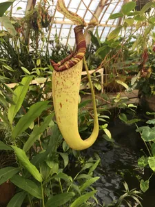 What is the Optimal Temperature for Raffles' pitcher-plant? (Range ...