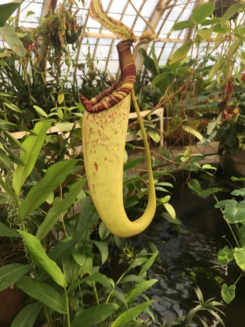 Raffles' pitcher-plant