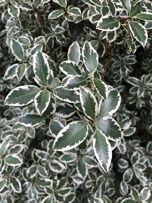Pittospore à petites feuilles 'Garnettii'