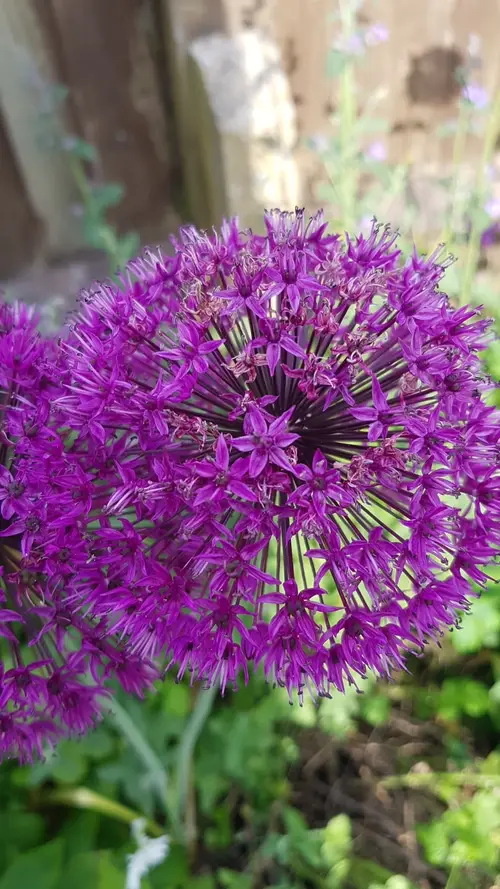 Persian onion 'Purple Sensation'