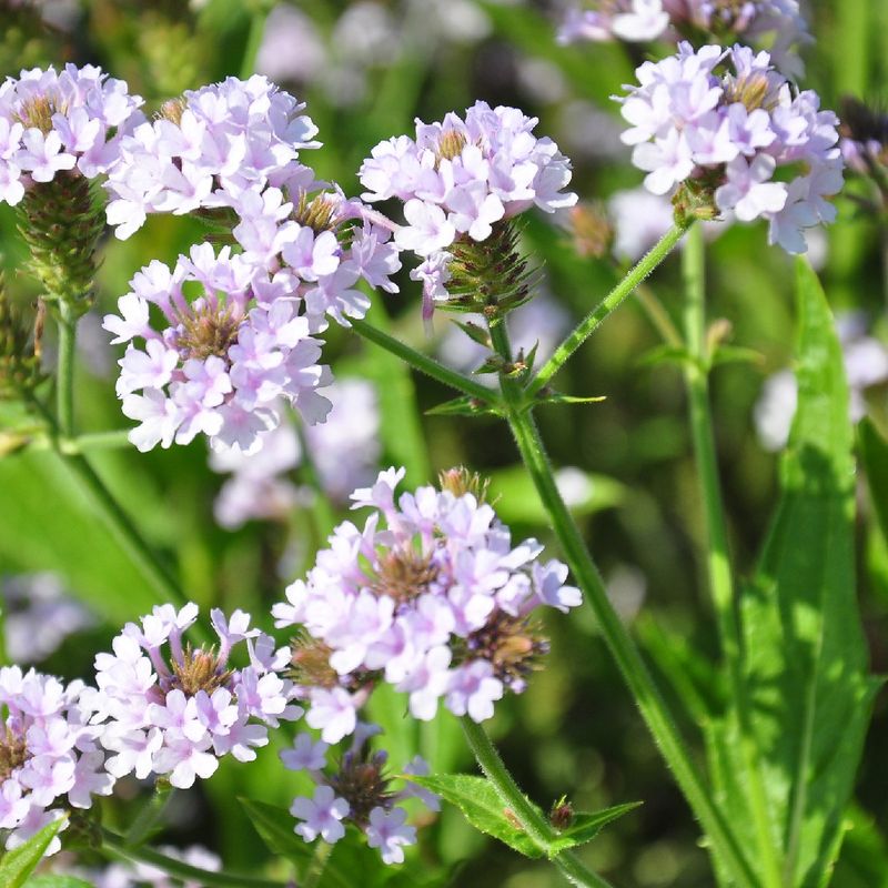 Veralean Reeds How to Optimize Soil for Slender vervain Growth