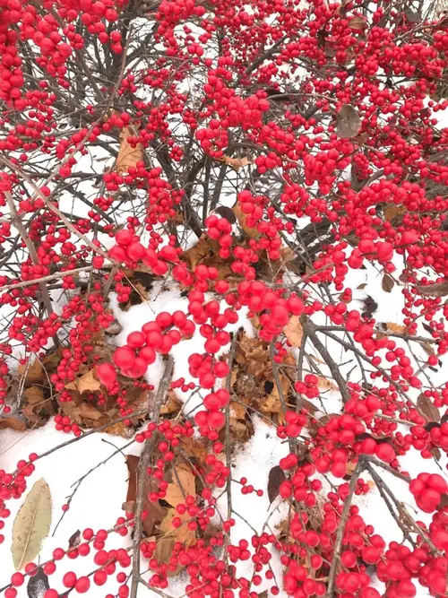 Common winterberry 'Wildfire'