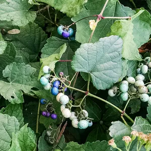 How to Grow and Care for Porcelain berry
