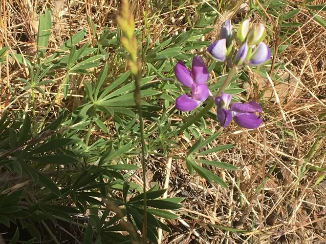 Summer lupine (Lupinus formosus) - PictureThis