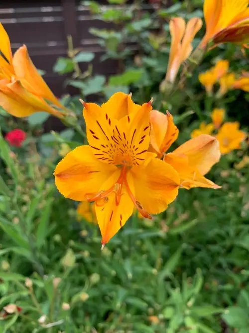Lily of the incas 'Orange Gem'