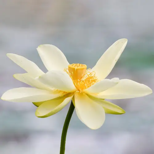 Lotus jaune d'amérique
