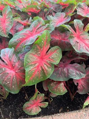Heart of jesus 'Red Flash' (Caladium bicolor 'Red Flash') - PictureThis