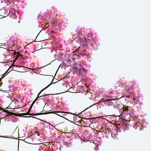 Pink trumpet tree - Tabebuia rosea (Care, Characteristics, Flower, Images)