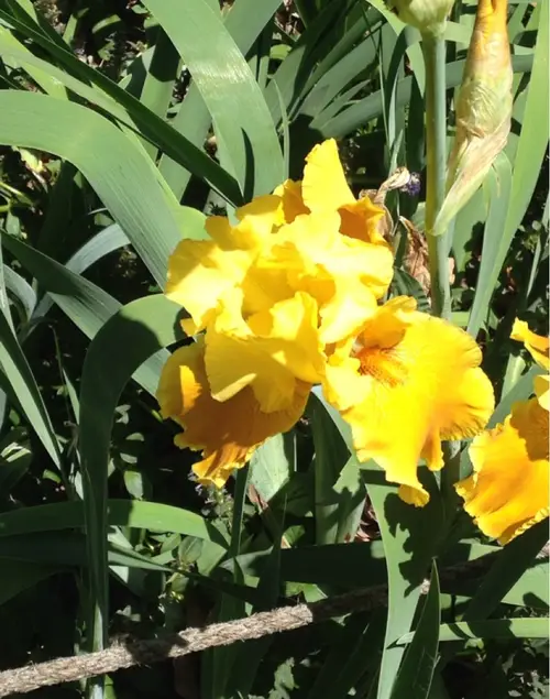 Bearded iris 'Pure As Gold'