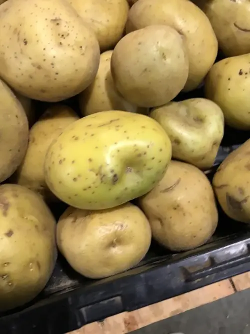 Potato 'Nicola'