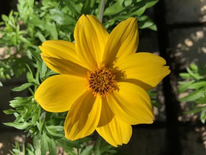 Bunga Arizona pengemis