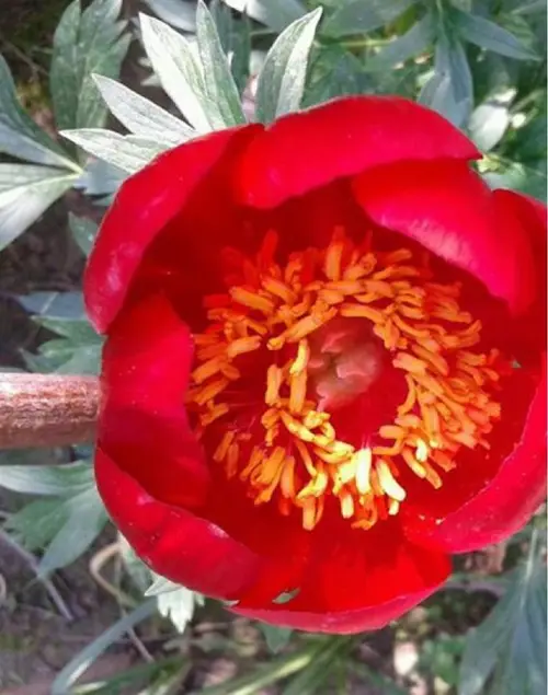 Paeonia lactiflora 'Scarlett O'Hara'