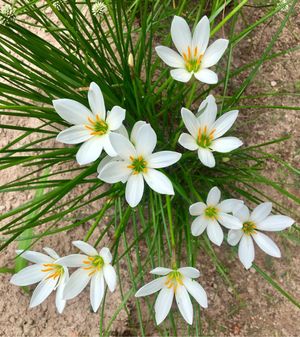 ゼフィランサス (ケア, 特徴, 花, 画像)