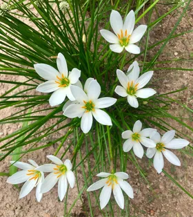 ゼフィランサスの判定方法 (Zephyranthes candida)