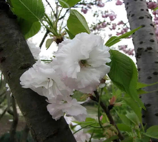 Prunus serrulata 'Hisakura'
