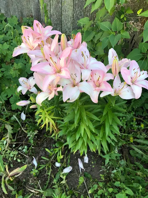 Lilies 'Tiny Todd'