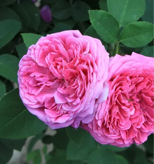 Roses 'Madame Knorr'