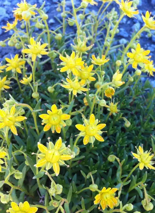 Yellow mountain saxifrage