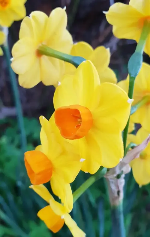 Daffodils 'Martinette'