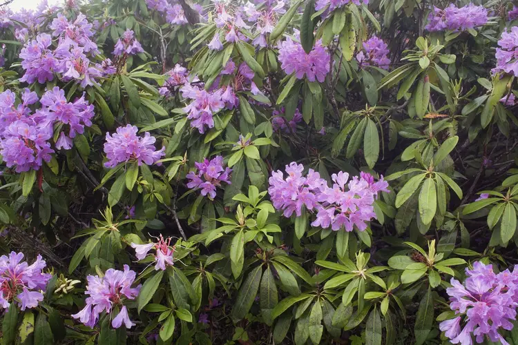 Rhododendron mariae