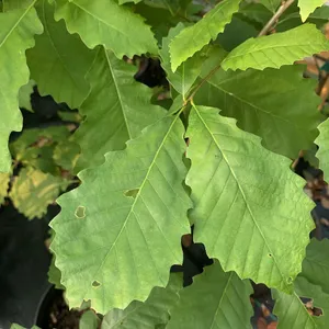 How to Prune Chinquapin oak