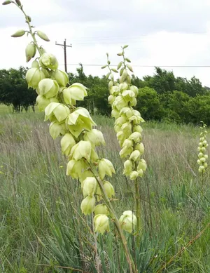 Yucca arkansana - PictureThis