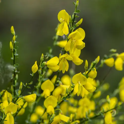 How to Plant and Grow Scotch broom(Cytisus scoparius)