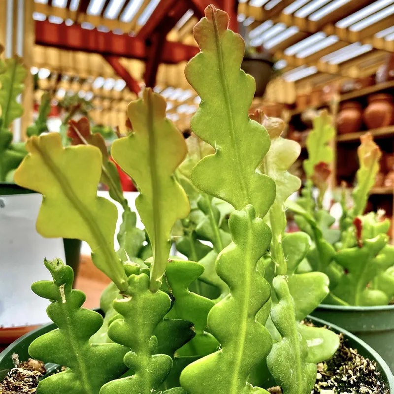 kentia palme günstig kaufen Große Kentiapalme – Green Me Up