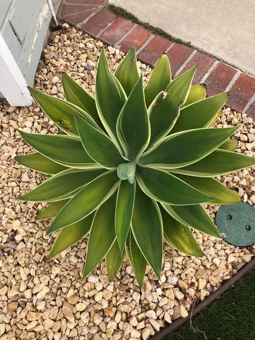 Foxtail agave 'Ray of Light'